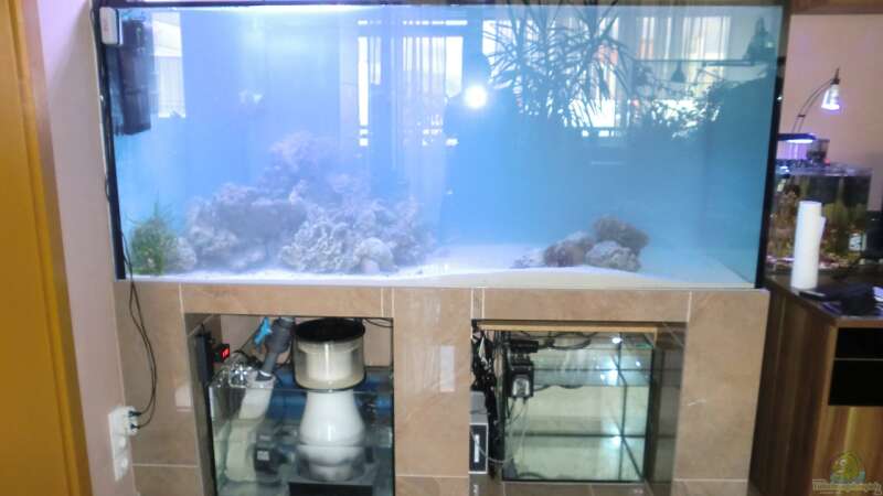 Eiweißabschäumer im Aquarium (Einrichtungsbeispiele mit Abschäumer)