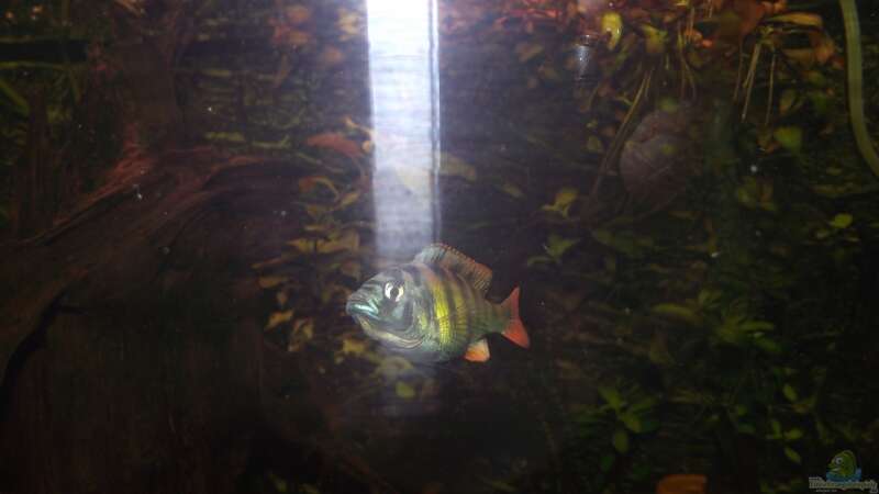 Haplochromis nyererei im Aquarium halten (Einrichtungsbeispiele für Nyereres Viktoriabuntbarsch)