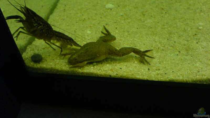 Marmorkrebs im Aquarium (Einrichtungsbeispiele mit Procambarus fallax)