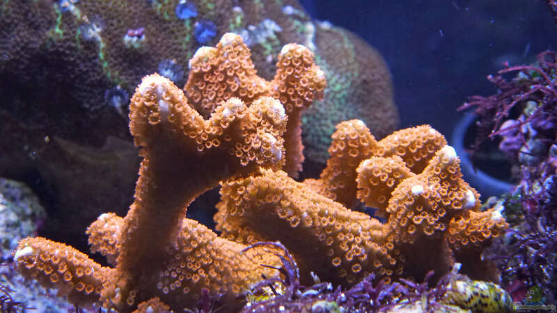 Montipora samarensis im Aquarium halten (Einrichtungsbeispiele für Kleinpolypige Steinkoralle)