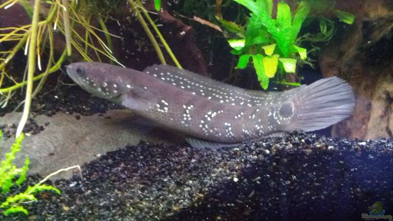 Einrichtungsbeispiele für die Haltung von Channa asiatica (Asiatischer Schlangenkopffisch) im Aquarium
