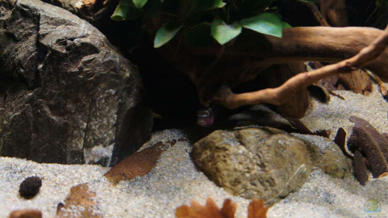 Pelvicachromis sacrimontis im Aquarium halten (Einrichtungsbeispiele für Pelvicachromis sacrimontis)