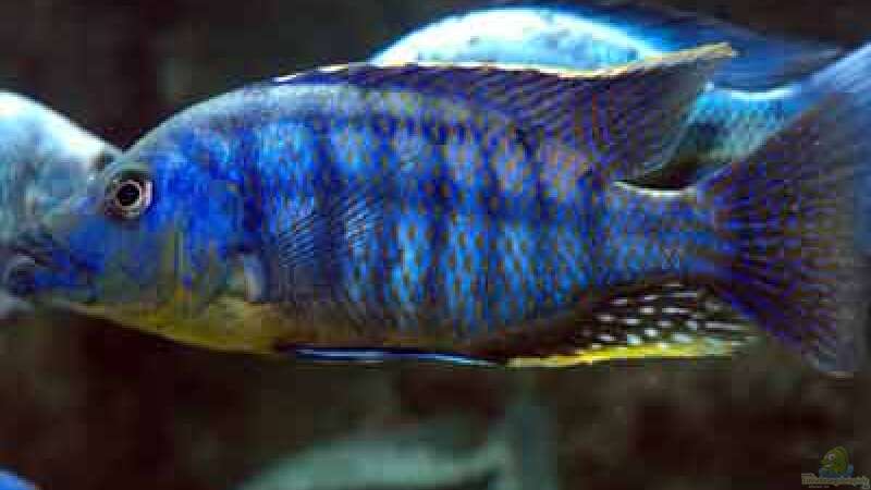 Protomelas sp. "mbenji thick lip" im Aquarium halten (Einrichtungsbeispiele für Protomelas mbenji thick lip)