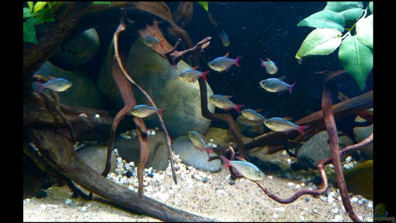 Einrichtungsbeispiele für die Haltung von Hyphessobrycon columbianus (Rot-Blauer Kolumbianer) im Aquarium