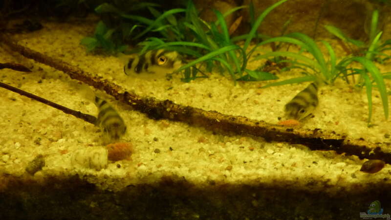 Colomesus asellus im Aquarium halten (Einrichtungsbeispiele für Assel-Kugelfisch)
