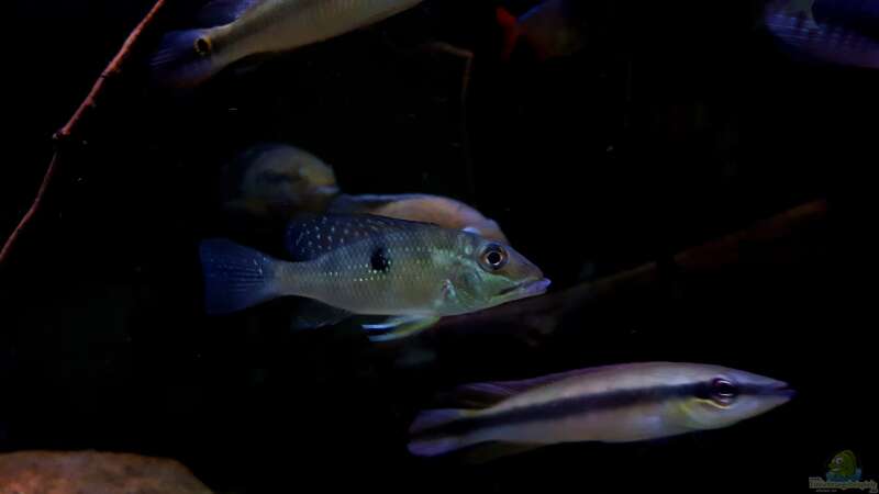 Satanoperca lilith im Aquarium halten (Einrichtungsbeispiele für Einpunktdämon)