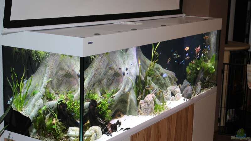 Aquarium Südamerika mit Kompromissen -) von Wabi (8)