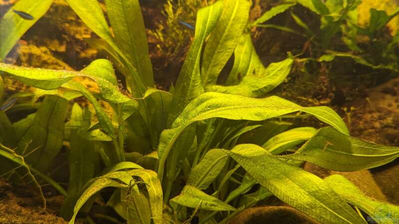 Pflanzen im Aquarium Golden River von Jan S. (9)