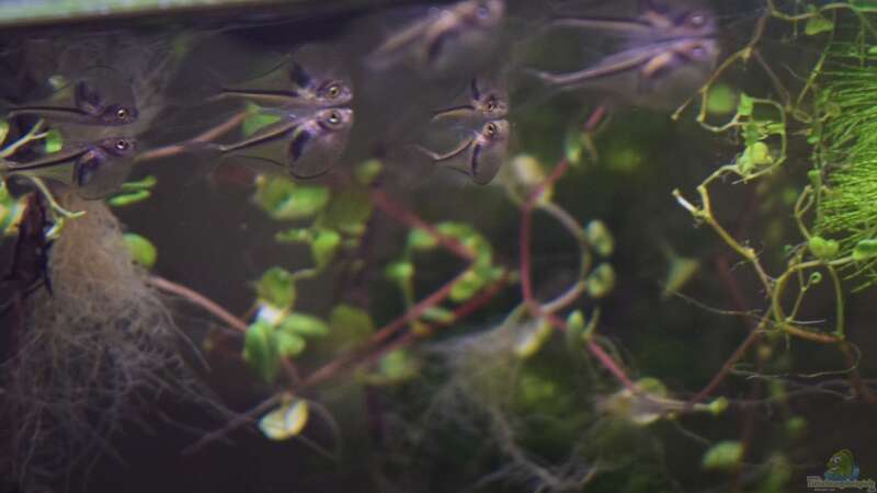 Carnegiella myersi im Aquarium halten (Einrichtungsbeispiele für Glasbeilbauchfisch)