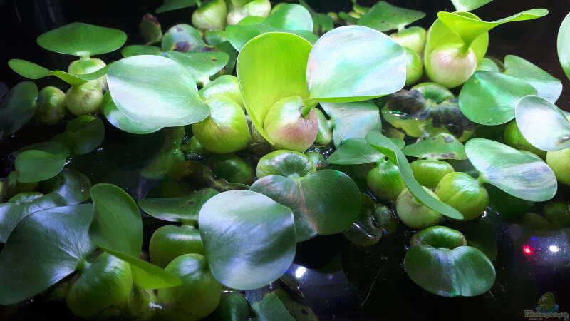 Eichhornia crassipes im Aquarium pflegen (Einrichtungsbeispiele für Dickstielige Wasserhyazinthe)