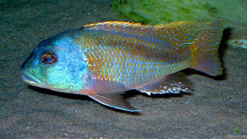 Einrichtungsbeispiele für Aquarien mit Buccochromis-Arten aus dem Malawisee