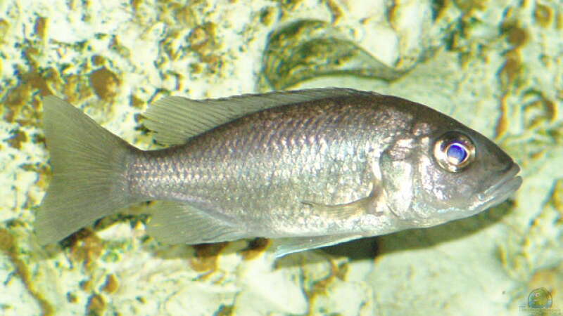 Scienochromis Fryeri W von Abdullah Özer (50)