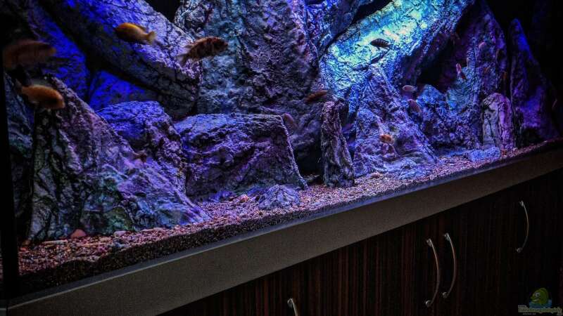 Dekoration im Aquarium Malawibiotop von Sven Meyer (8)