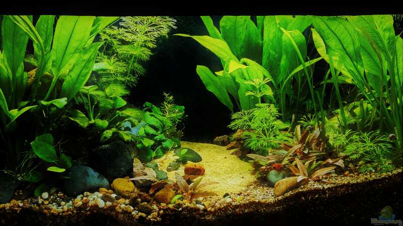 Aquarium Hauptansicht von Betta jungle -aufgelöst- von okefenokee (1)