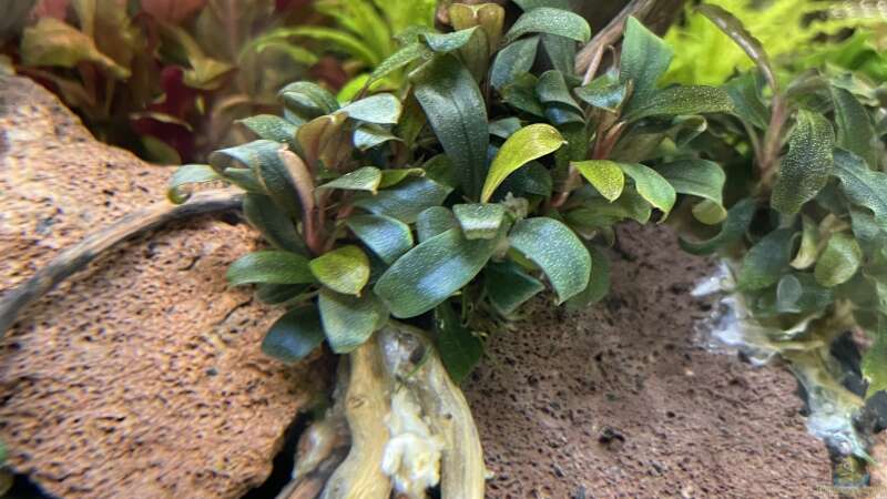 Bucephalandra Serimbu Brown von Mauri Cangini (9)