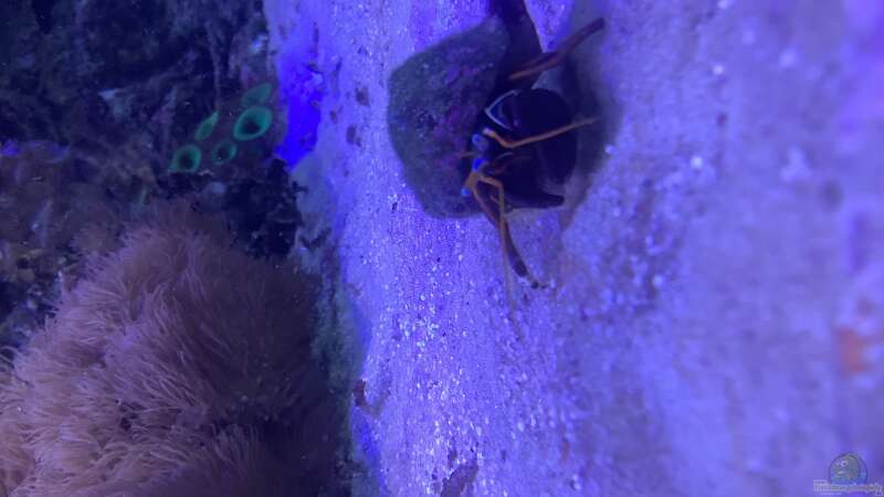 Besatz im Aquarium kleiner Riff-Ausschnitt von Diver (35)