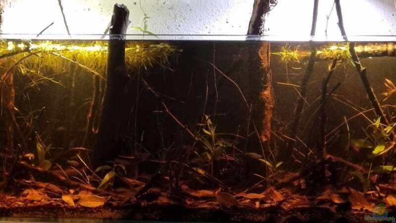 Dekoration im Aquarium Igarapé do Daracua Flooded Forest Rio Negro von Rainooo (16)