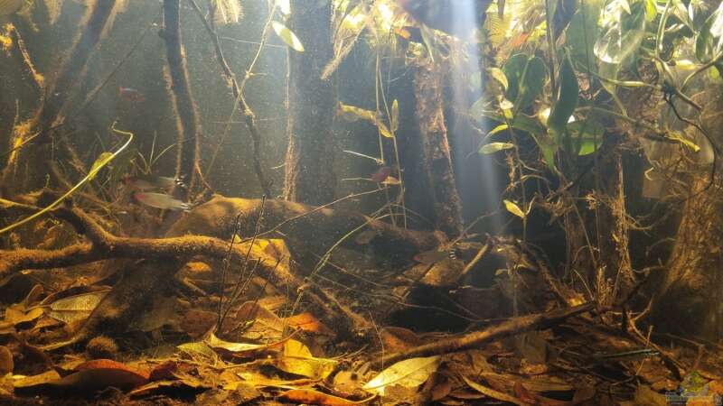Dekoration im Aquarium Igarapé do Daracua Flooded Forest Rio Negro von Rainooo (18)