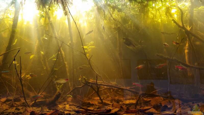 Dekoration im Aquarium Igarapé do Daracua Flooded Forest Rio Negro von Rainooo (25)