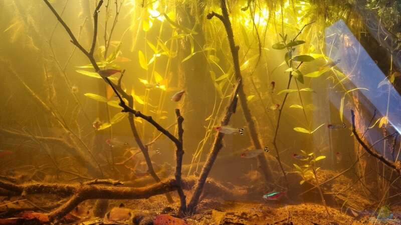 Dekoration im Aquarium Igarapé do Daracua Flooded Forest Rio Negro von Rainooo (27)