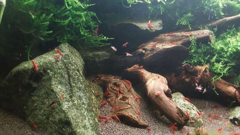 Dekoration im Aquarium Bloody Mary die 2. von Oliver Brehme (4)