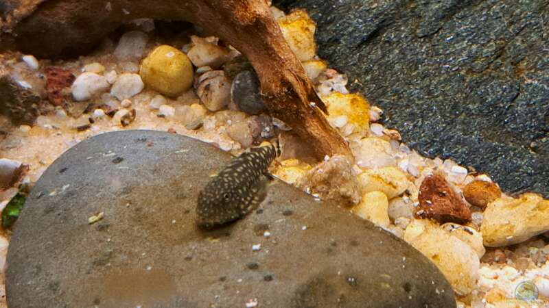 Besatz im Aquarium Kinabalu Hillstream Loaches von okefenokee (31)