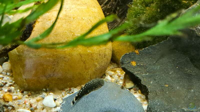 Besatz im Aquarium Kinabalu Hillstream Loaches von okefenokee (32)