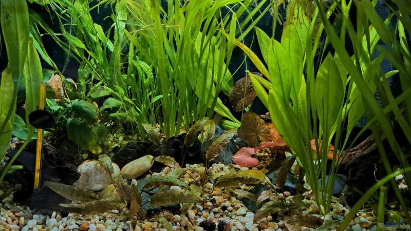 Aquarium Little Betta jungle von okefenokee (3)