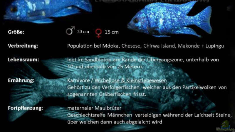 Besatz im Aquarium Lake Malawi 3.0 - Sandzone von Florian Bandhauer (79)