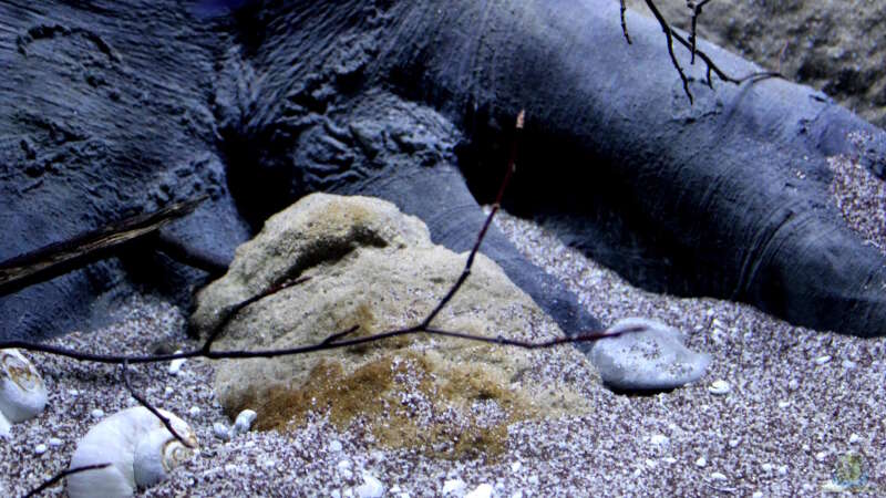 Dekoration im Aquarium Lake Malawi 3.0 - Sandzone von Florian Bandhauer (67)