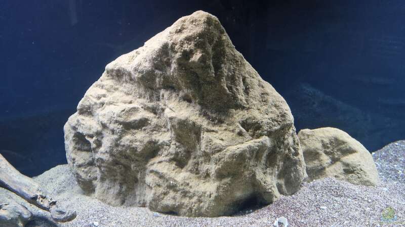 Die künstlichen Stein Nachbildungen von Berlin Rock hier im Becken von Florian Bandhauer (43)