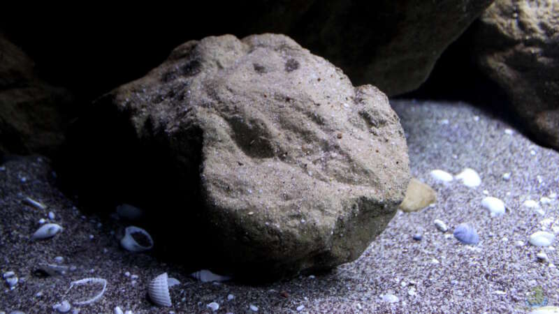 Einer der Steine von Berlin Rock im Becken von Florian Bandhauer (35)