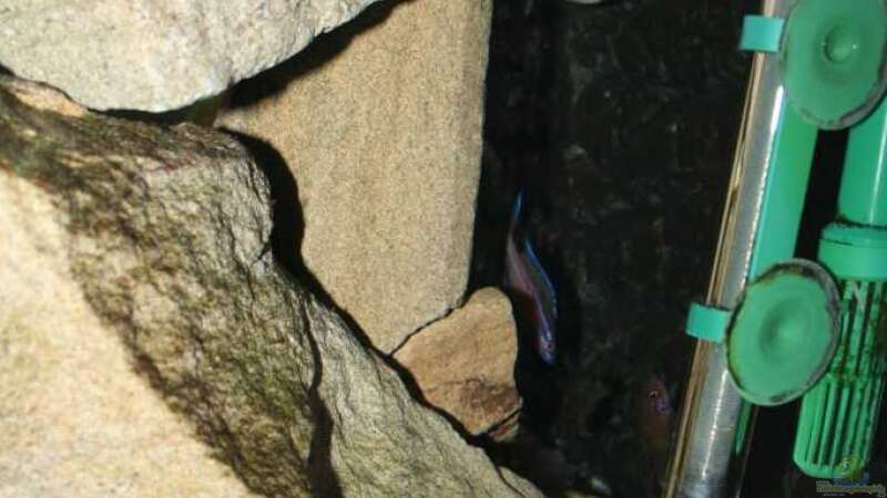große dunkle Höhle an der Rückwand für die Paracyprichromis Nigripinnis von Alexander Hinz (3)