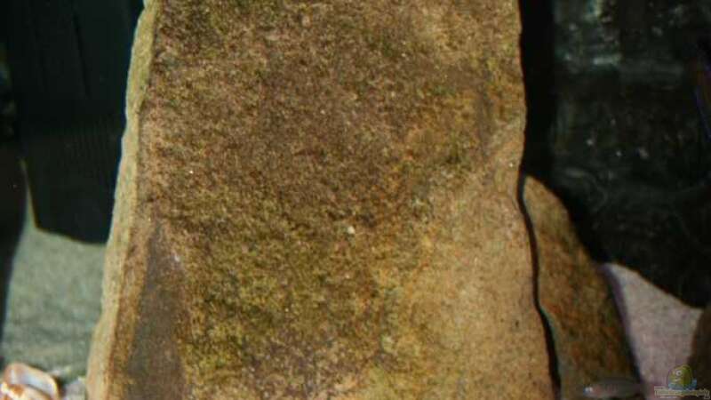 Teil des Schneckenhausbeetes und aufrechter Stein als Sichtblende  von Alexander Hinz (4)