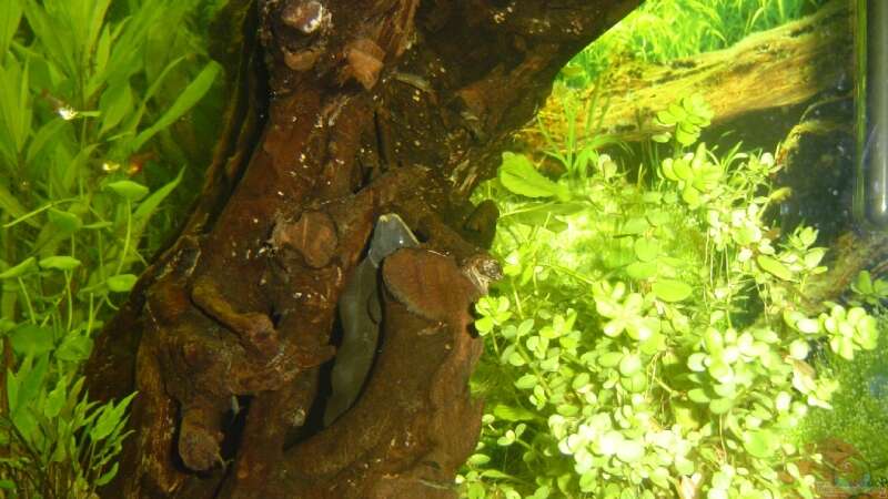 Apteronotus albifrons im Aquarium halten (Einrichtungsbeispiele für Weißstirn-Messerfisch)