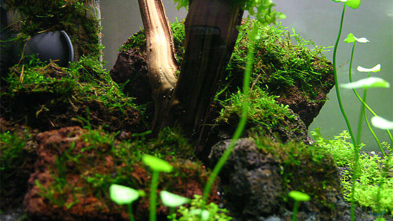Pflanzen im Aquarium Becken 6424 von senf. (13)
