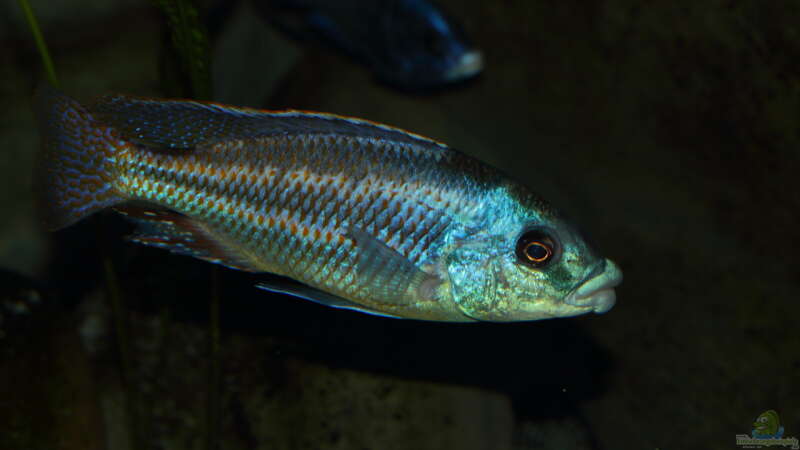 Aquarien mit Chilotilapia (Cheilochromis) euchilus