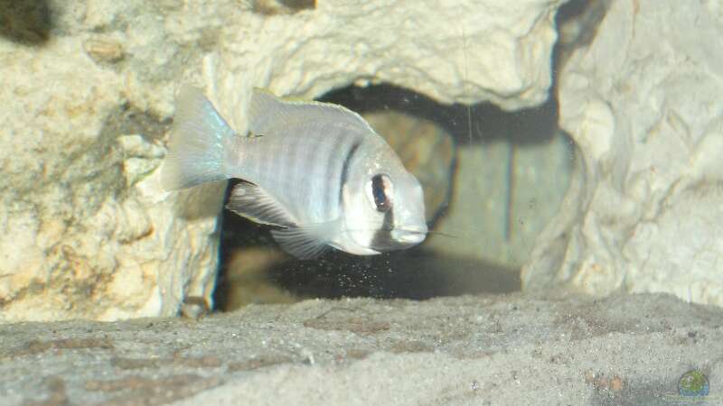 Einrichtungsbeispiele für Placidochromis electra (Elektra-Maulbrüter)