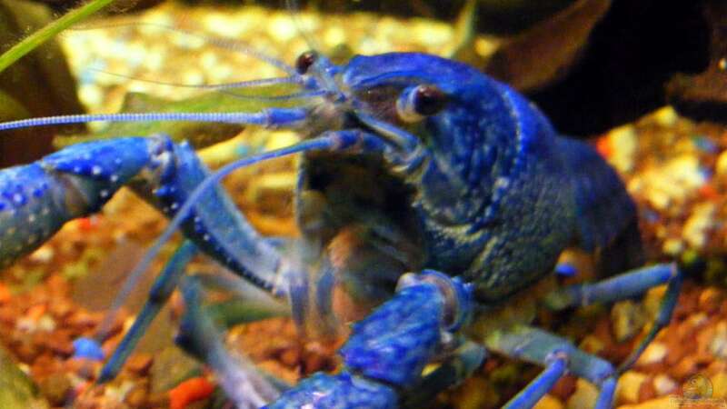 Blauer Lobster---ein Schurke ???