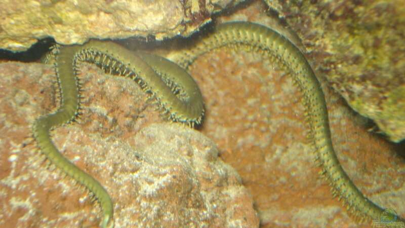 Ophiocomella pumila im Aquarium halten (Einrichtungsbeispiele für Schlangenseestern)