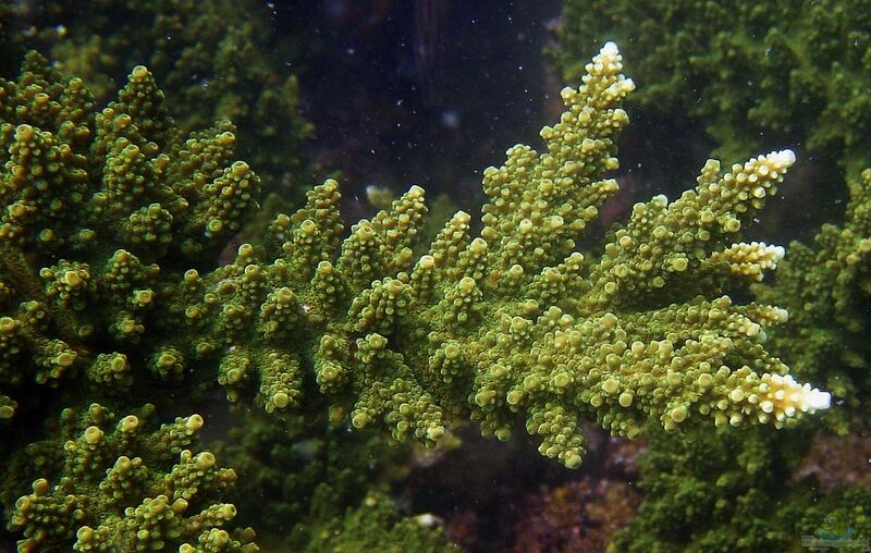 Acropora florida im Aquarium halten (Einrichtungsbeispiele für Kleinpolypige Steinkoralle)
