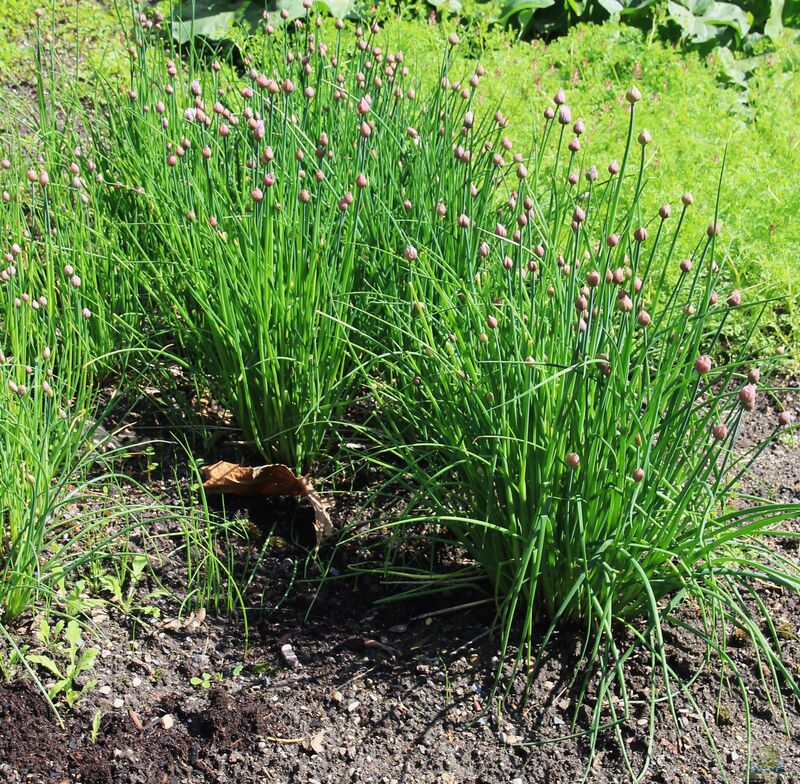 Allium schoenoprasum am Gartenteich (Einrichtungsbeispiele mit Schnittlauch)