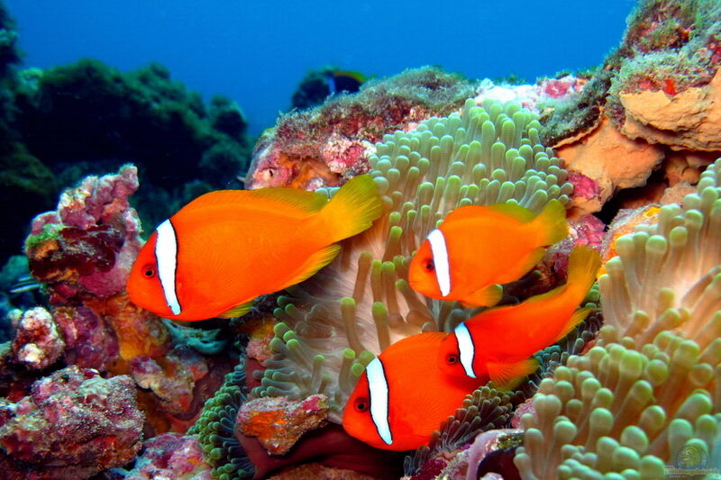 Aquarien mit Amphiprion frenatus (Roter Anemonenfisch)