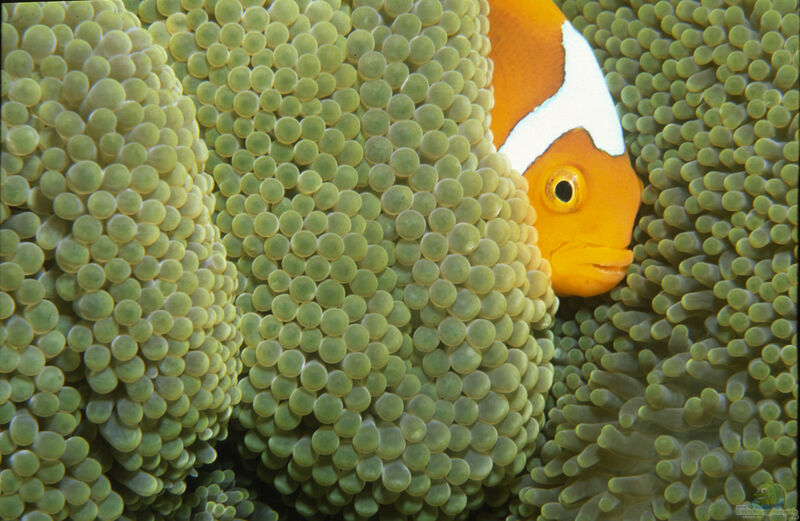Amphiprion leucokranos im Aquarium halten (Einrichtungsbeispiele für Weisskäppchen-Anemonenfisch)