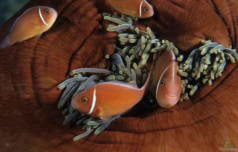 Amphiprion perideraion im Aquarium halten (Einrichtungsbeispiele für Halsband-Anemonenfisch)