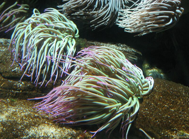 Anemonia sulcata im Aquarium halten (Einrichtungsbeispiele für Wachsrose)