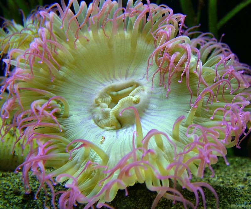 Anthopleura elegantissima im Aquarium halten (Einrichtungsbeispiele für Klon-Anemone)