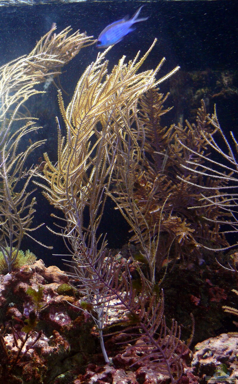 Antillogorgia acerosa im Aquarium halten (Einrichtungsbeispiele für Gorgonie)