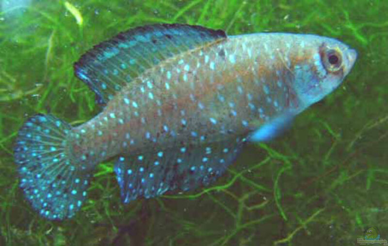Austrolebias nigripinnis im Aquarium halten (Einrichtungsbeispiele für Schwarzer Fächerfisch)