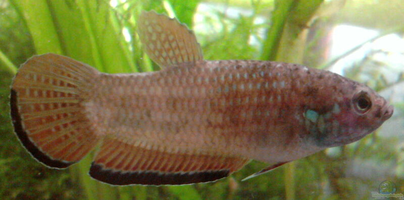 Betta simplex im Aquarium halten (Einrichtungsbeispiele für Krabi-Kampffisch)